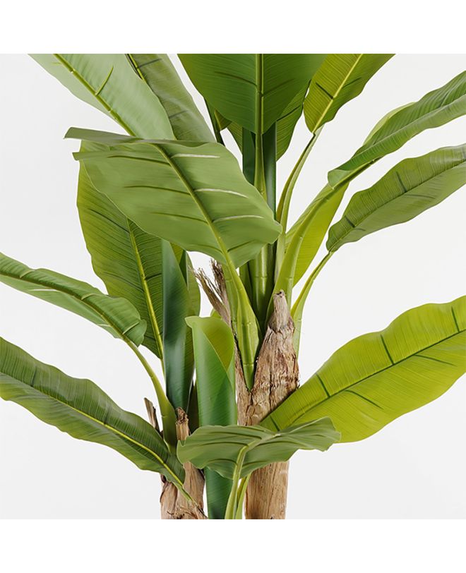 Διακοσμητικό φυτό σε γλάστρα Banana Tree Inart πράσινο Φ53x190εκ