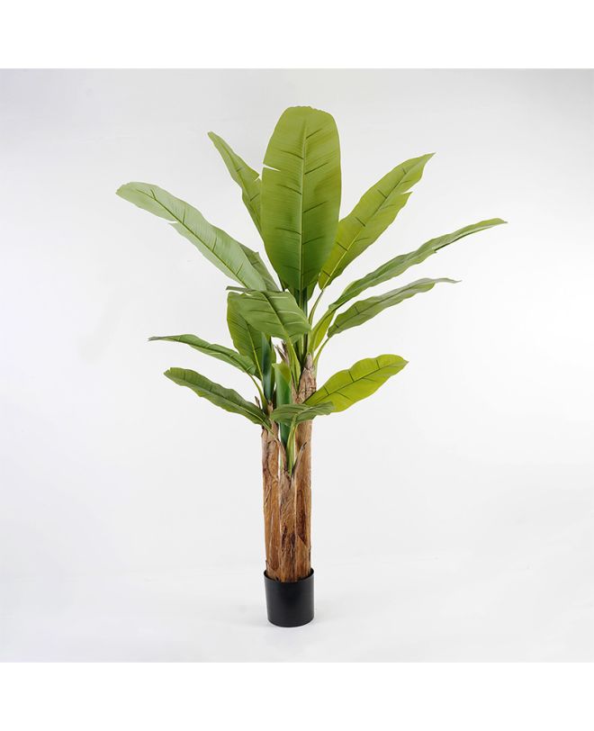 Διακοσμητικό φυτό σε γλάστρα Banana Tree Inart πράσινο Φ53x190εκ